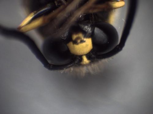 Réf. 349 118 : Eumenes coronatus